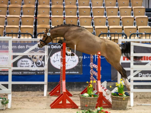 PSB Körung Schärpenträger 4