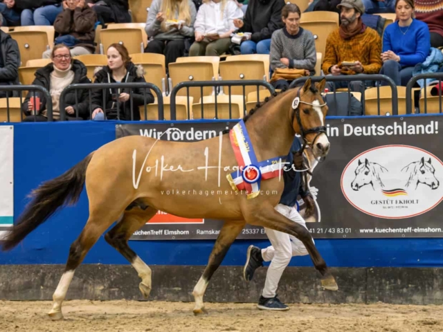 PSB Körung Schärpenträger 7
