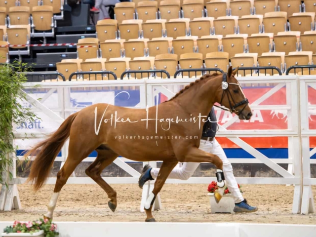 Impressionen PSB Körung Freitag 3