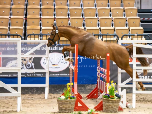 Impressionen PSB Körung Freitag 4