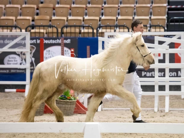 PSB Körung unsortiert Teil 1 3