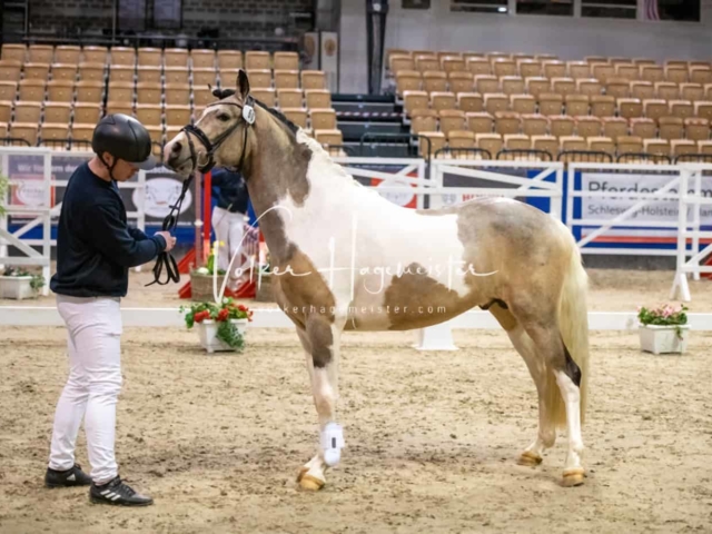 PSB Körung unsortiert Teil 1 4