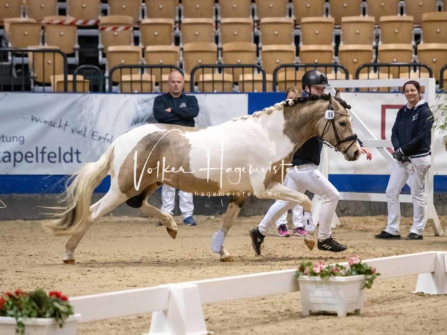 PSB Körung unsortiert Teil 1 5