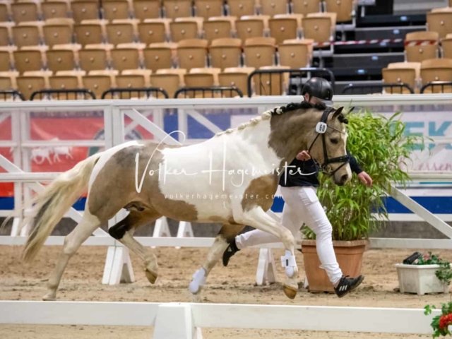 PSB Körung unsortiert Teil 1 6