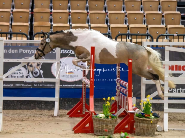 PSB Körung unsortiert Teil 1 8