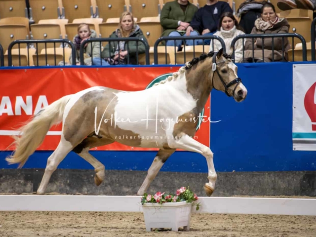 PSB Körung unsortiert Teil 1 9