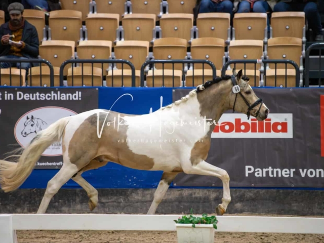 PSB Körung unsortiert Teil 1 10