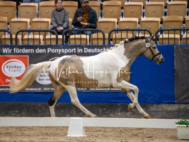 PSB Körung unsortiert Teil 1 11