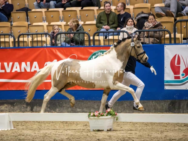 PSB Körung unsortiert Teil 1 12