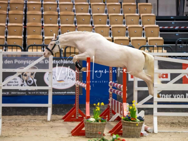 Impressionen PSB Körung Freitag 9