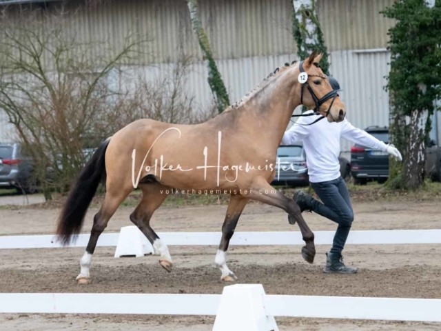 ZfdP Kranichstein Ponys 29