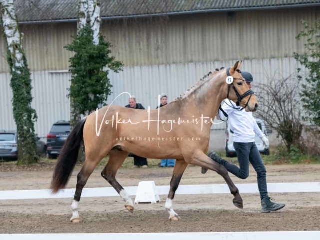 ZfdP Kranichstein Ponys 30