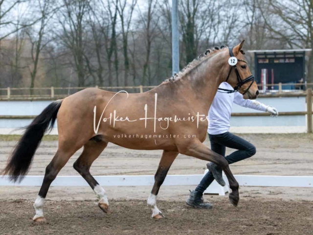 ZfdP Kranichstein Ponys 1