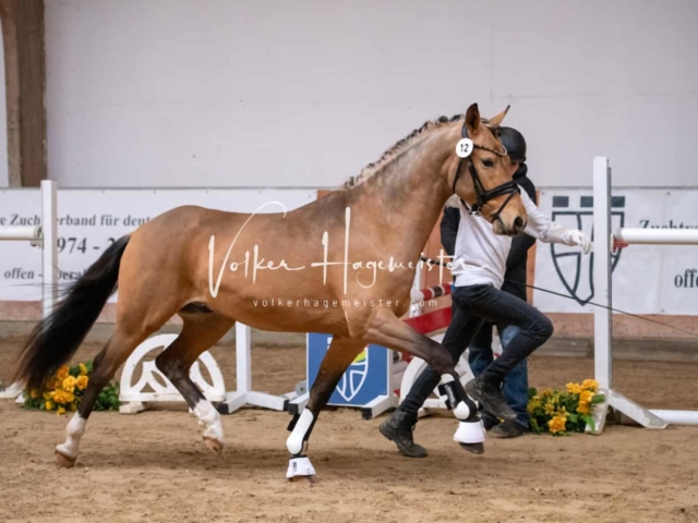 ZfdP Kranichstein Ponys 2