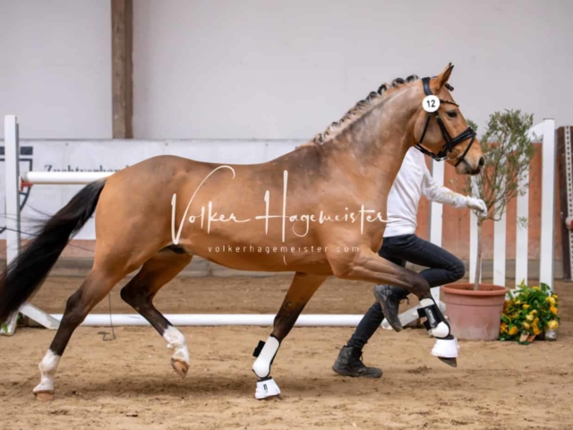 ZfdP Kranichstein Ponys 3