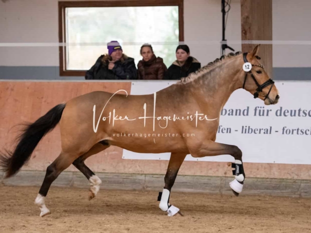 ZfdP Kranichstein Ponys 4