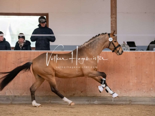 ZfdP Kranichstein Ponys 5