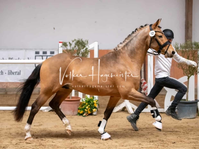 ZfdP Kranichstein Ponys 6