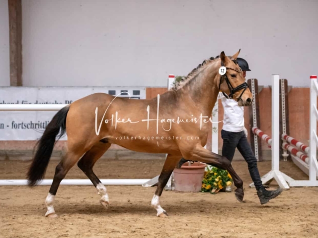 ZfdP Kranichstein Ponys 7