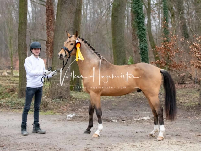 ZfdP Kranichstein Ponys 8