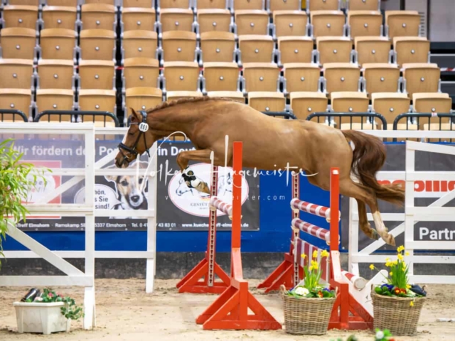 Impressionen PSB Körung Freitag 10