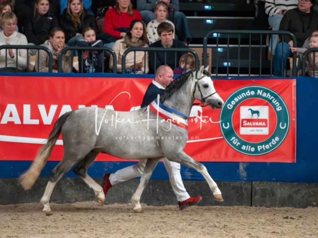 PSB Körung Schärpenträger 8