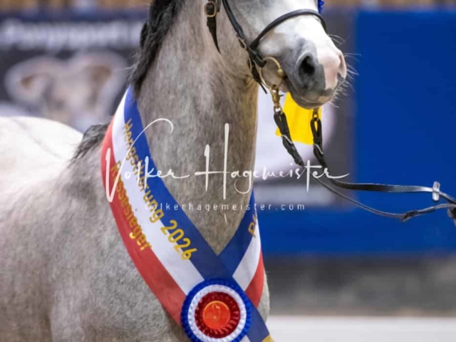 PSB Körung Schärpenträger 10