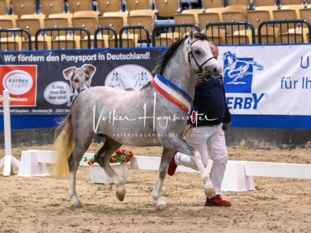 PSB Körung Schärpenträger 11