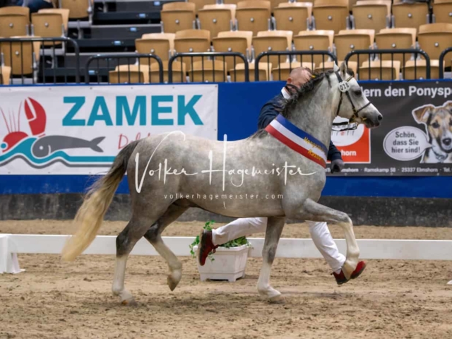 PSB Körung Schärpenträger 12