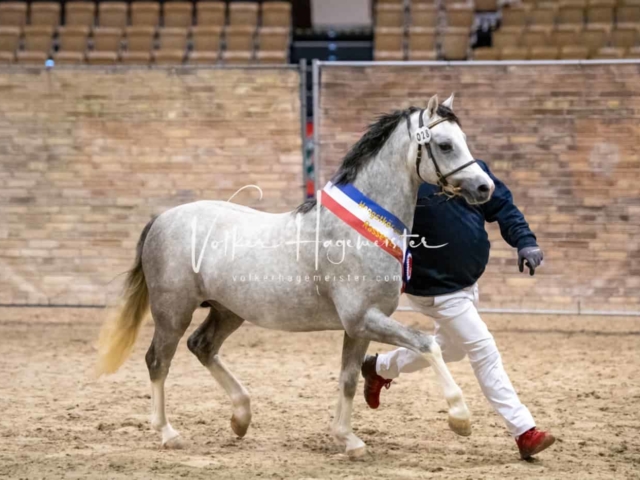 PSB Körung Schärpenträger 13