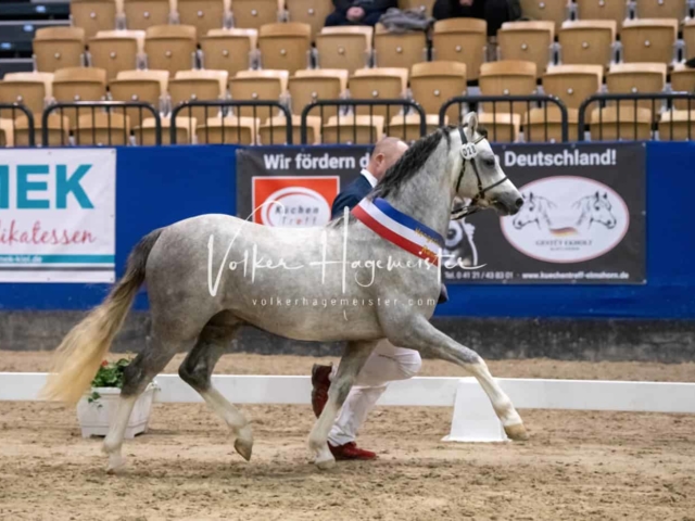 PSB Körung Schärpenträger 14