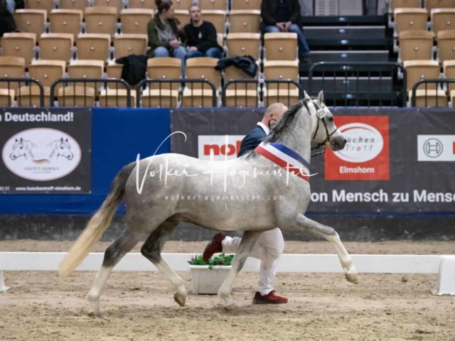 PSB Körung Schärpenträger 15