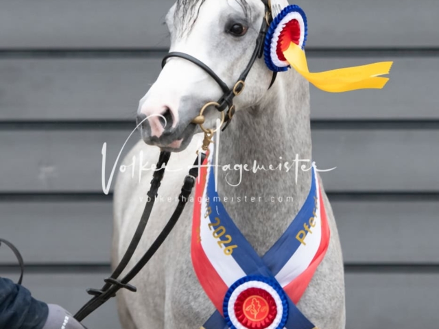 PSB Körung Schärpenträger 16