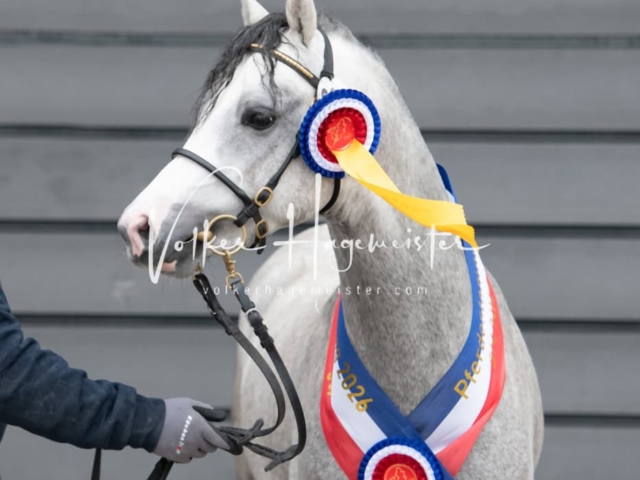 PSB Körung Schärpenträger 17