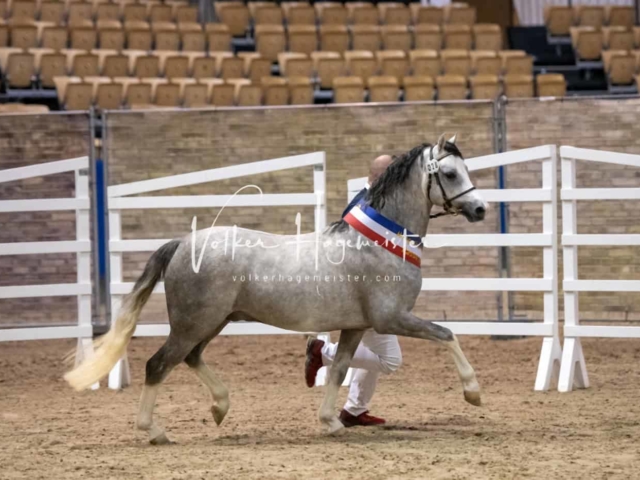 PSB Körung Schärpenträger 18