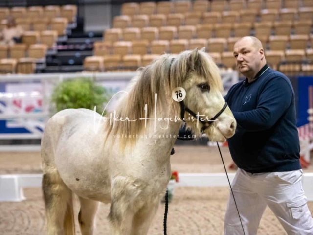 PSB Körung unsortiert Teil 1 13
