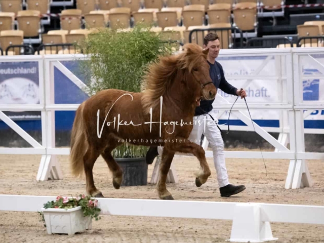 PSB Körung unsortiert Teil 1 14