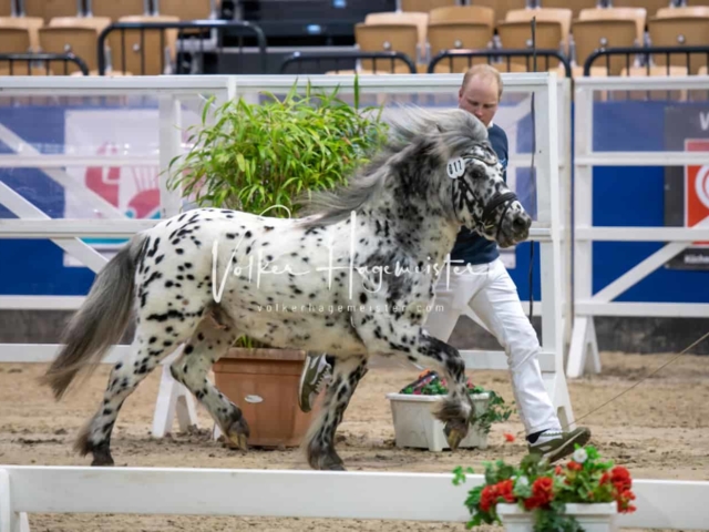 PSB Körung Schärpenträger 19
