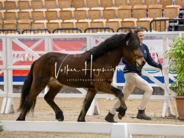 PSB Körung unsortiert Teil 1 16