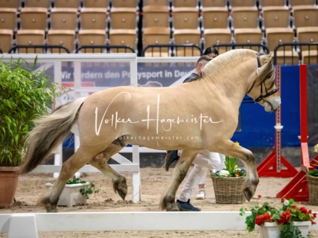 PSB Körung unsortiert Teil 1 18