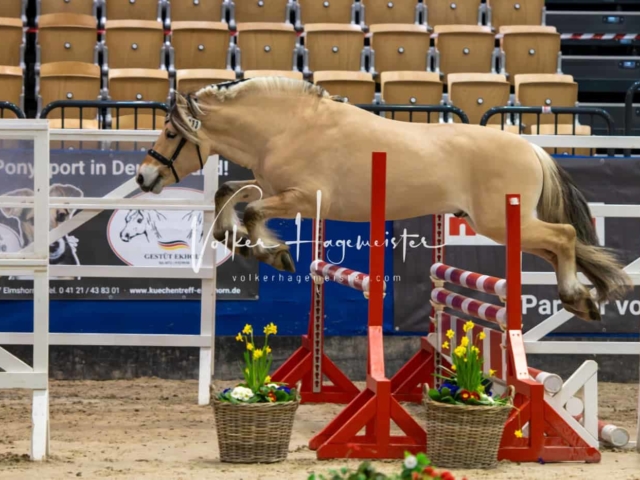 PSB Körung unsortiert Teil 1 19