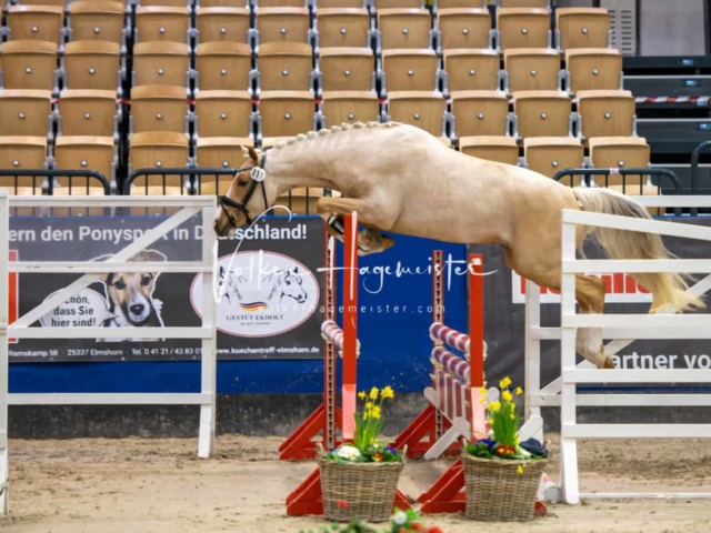 Impressionen PSB Körung Freitag 11