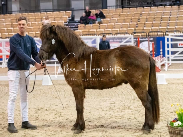 PSB Körung unsortiert Teil 1 20