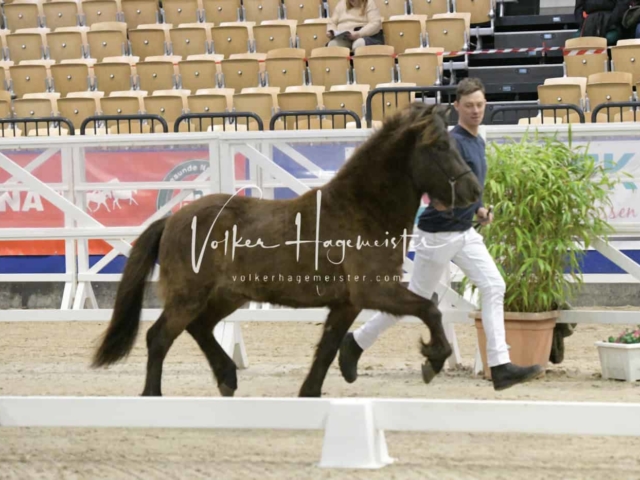 PSB Körung unsortiert Teil 1 21