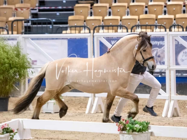 PSB Körung unsortiert Teil 1 22