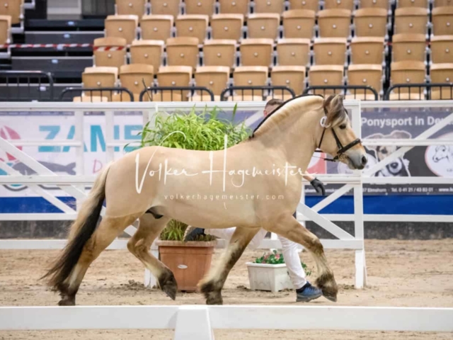 PSB Körung unsortiert Teil 1 23