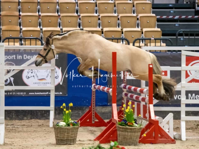 PSB Körung unsortiert Teil 1 24