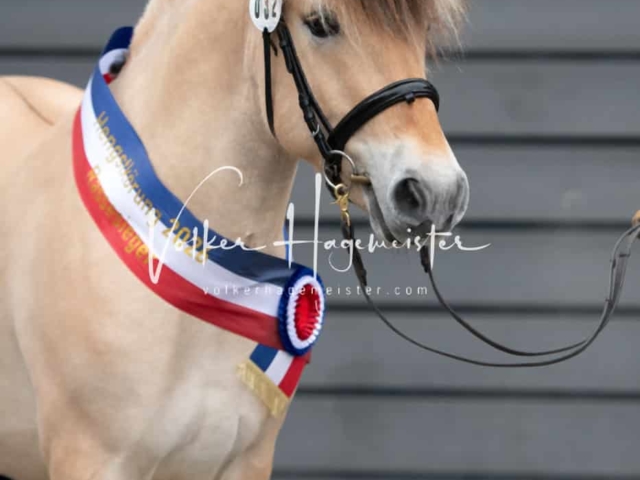 PSB Körung Schärpenträger 1