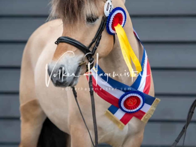 PSB Körung Schärpenträger 2