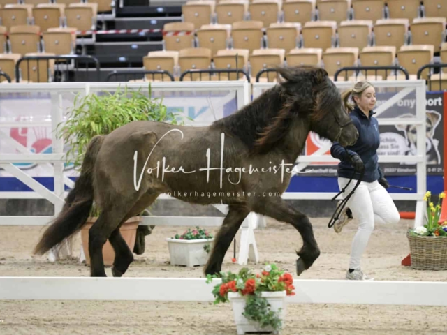 PSB Körung unsortiert Teil 1 25